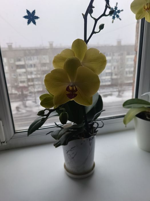 Продам орхидею 6000