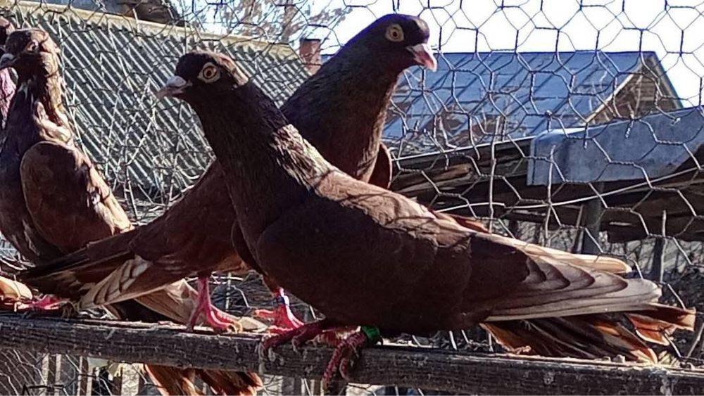 Porumbei jucatori galateni