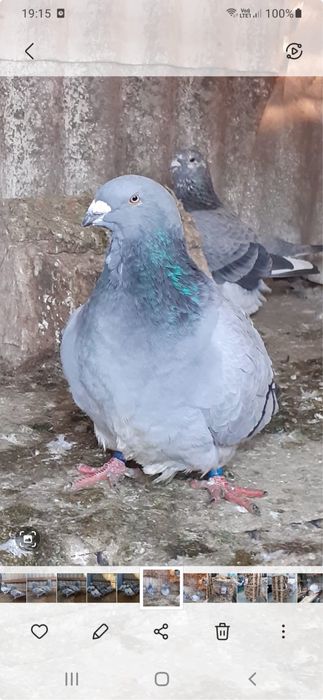 Porumbei standard romanesti de frumusete