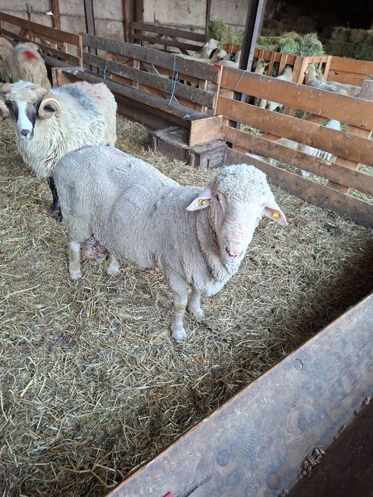 Berbeci merinos certificat origine