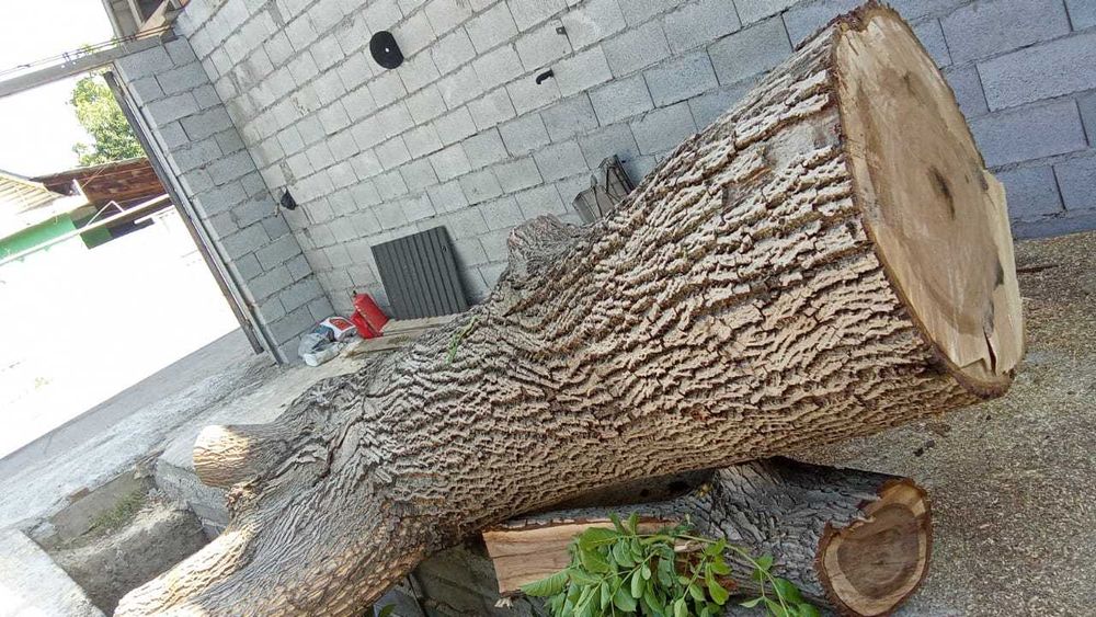 Спиленный ореховый ствол