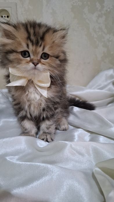 Котенок девочка шотландская