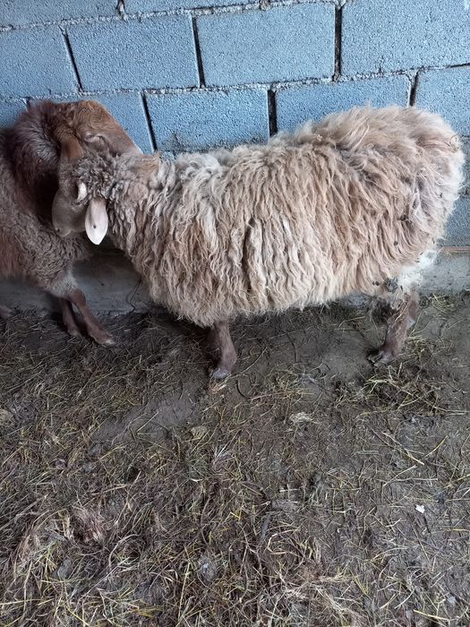 Қошқар 1 жасар, Сек 1.5 жасар