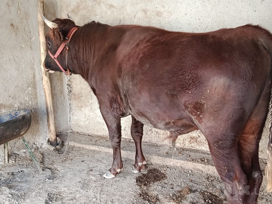Buqa sotiladi shaxarni moli