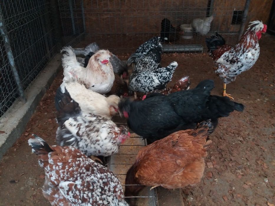 Oua colorate de la gaini de rasa