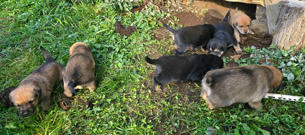 Подаряват се кученца