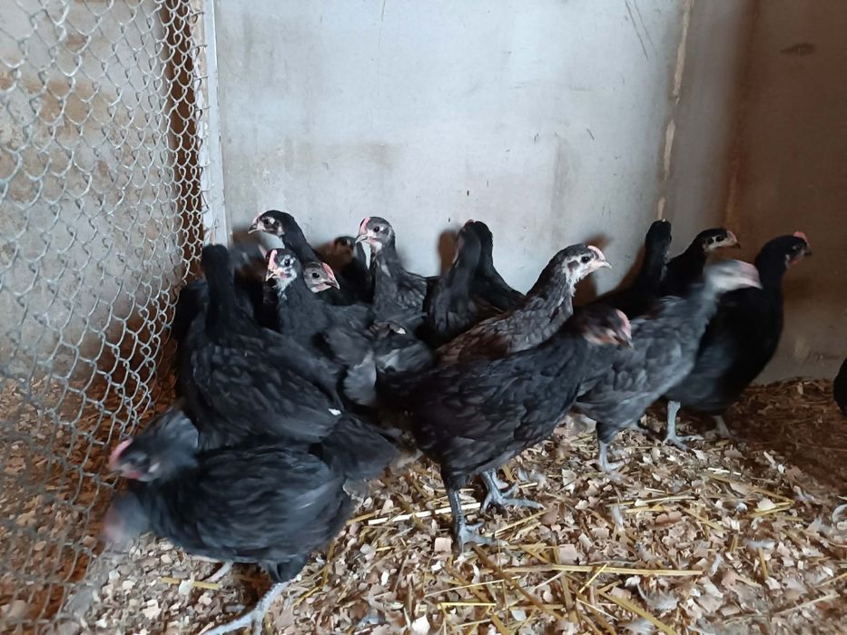 Vând 20 pui Australorp pe negru și albaștri de 5-6saptamani