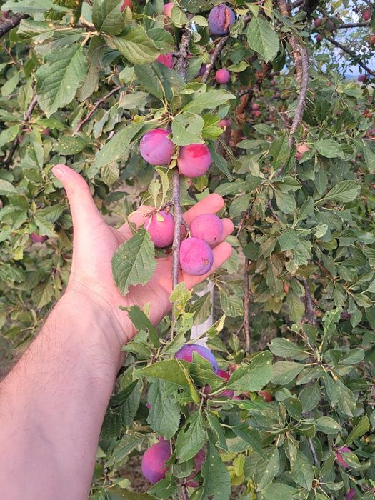 Prune de Lapugiu de Sus