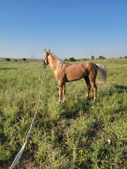 Спартак жеребчик ,4 года продаётся