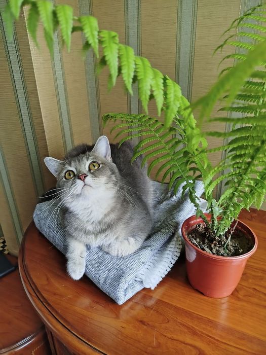 Британская кошка