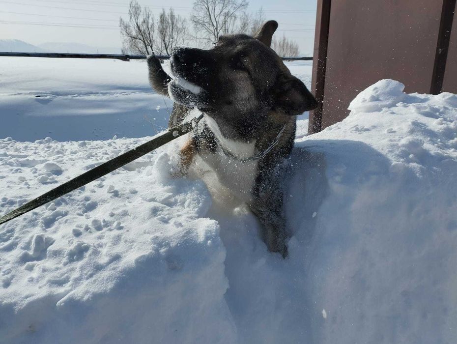 Собака, кабель, дворняга ищет дом