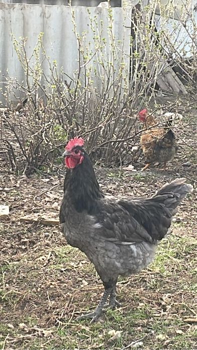 Продам молодых петухов