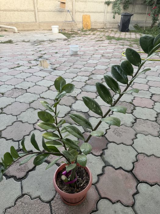 Продам цветок Замиокулькас