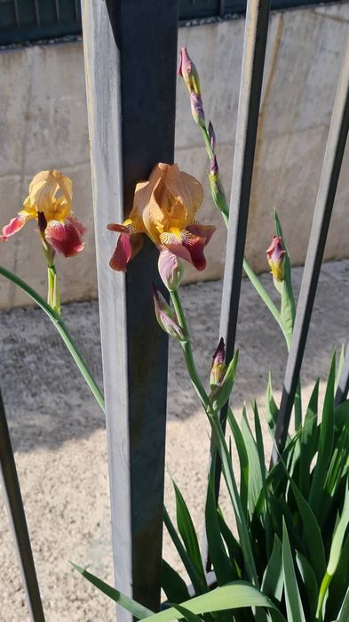 Кокичета в саксия-0.50€/бр кокиче, ириси-1.70€