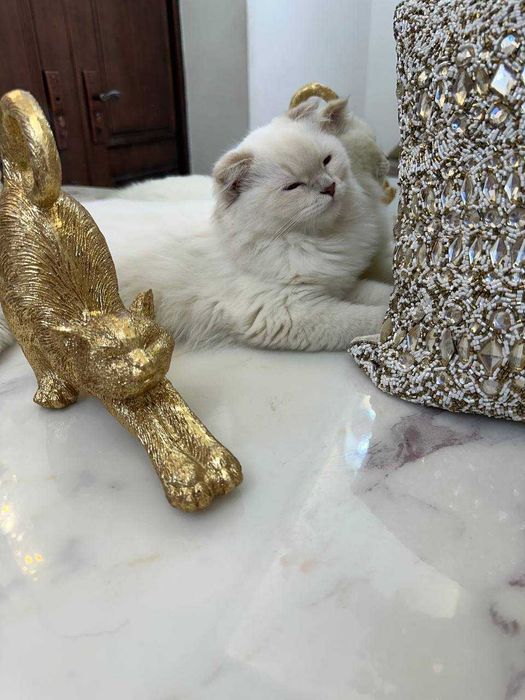 Продается белая пушистая кошка