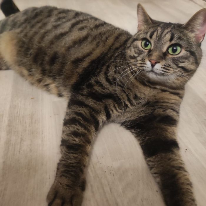 Кошечка Скумбрия ищет дом