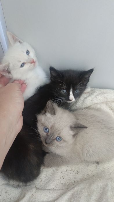 Домашние котята.