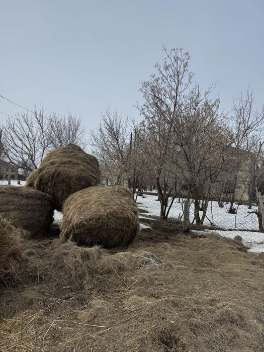 Шөп сатылады 1 фото 10 мын , 2 фото 13 мын