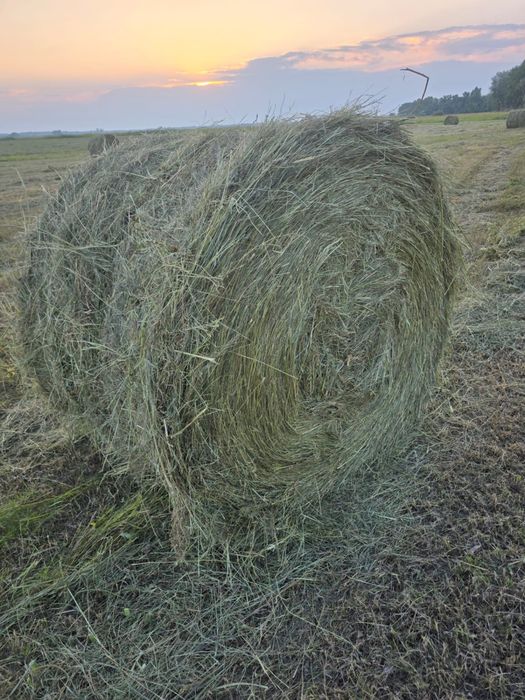 Продам сено луговое