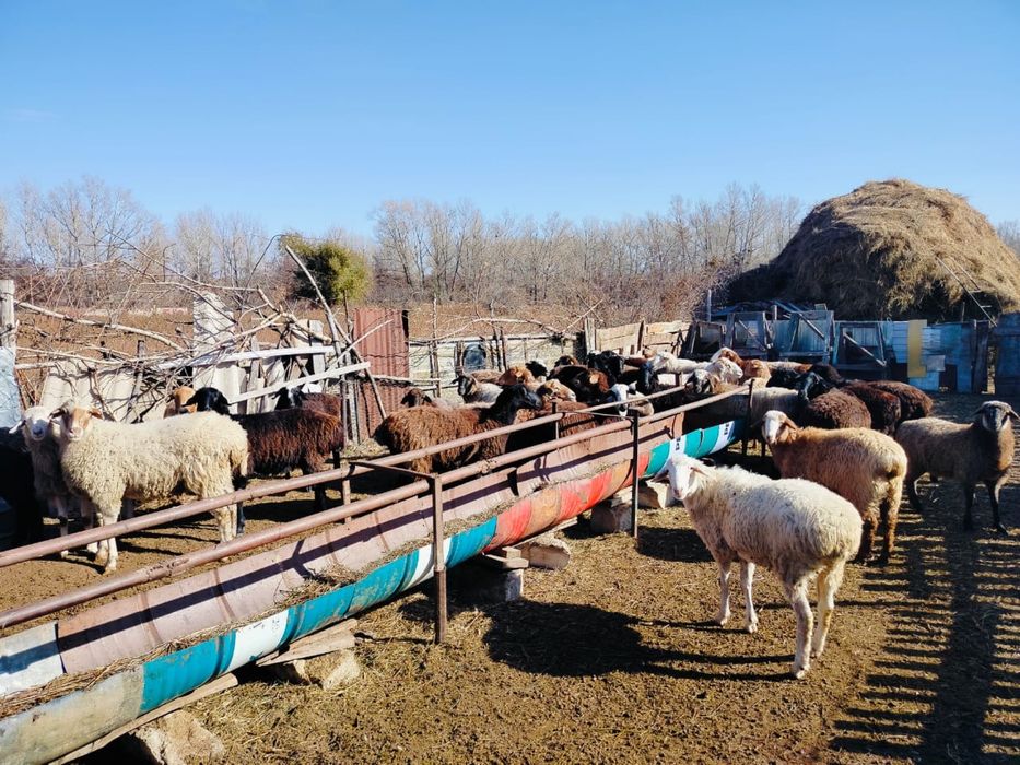 34 бас қой тоқты сатылады