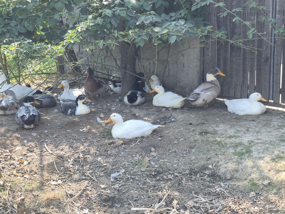 Ratoi de vanzare