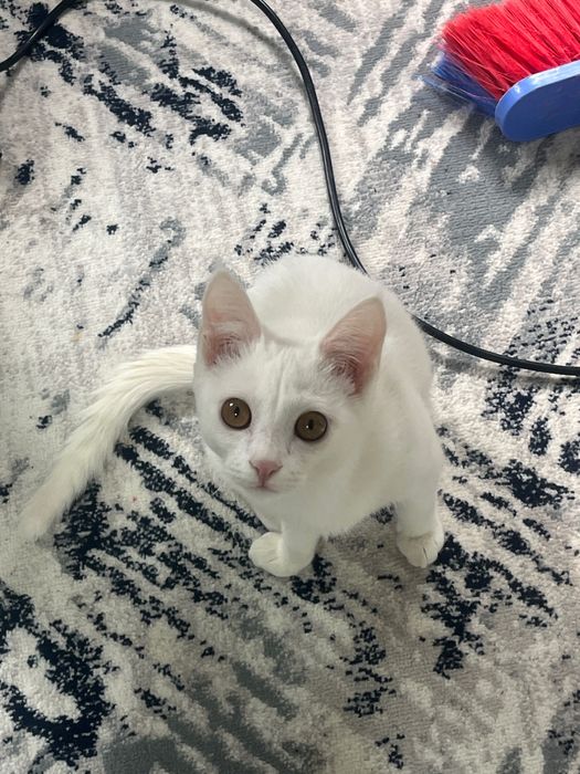 Turk angorasi sotiladi erkak 6 oylik emlangan lotokni 100% biladi