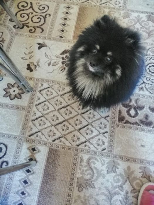 Продам немецкого шпица