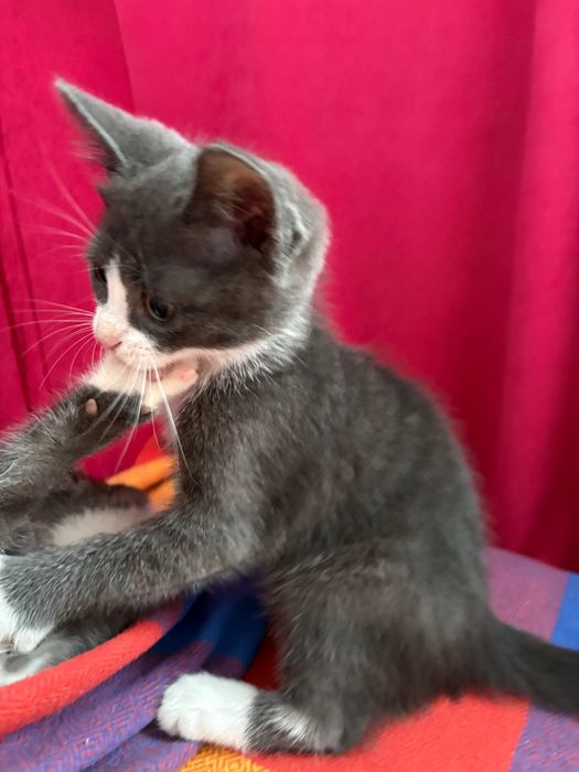 котенек мысық мысык