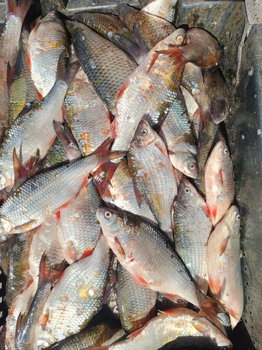 Рыба сорожка только оптом от 100 кг