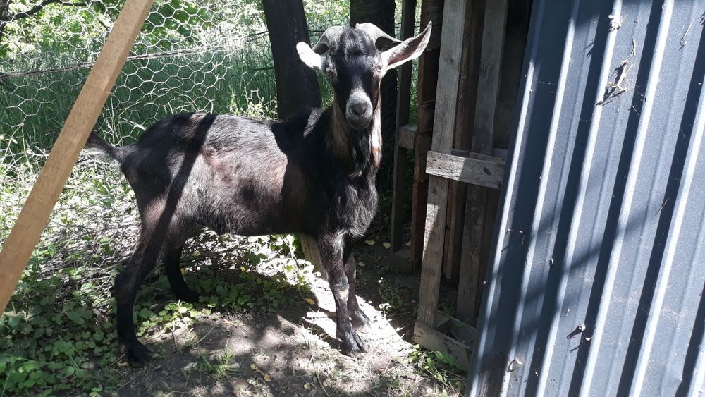 Țap de vanzare  Onesti