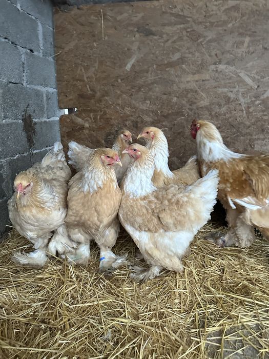 Disponibila familie brahma lemon 5 gaini si un cocos