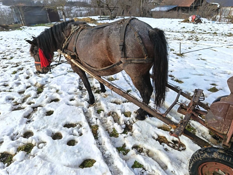Vând iapă gestantă