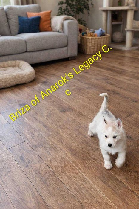 БЕБЕТА Сибирско хъски