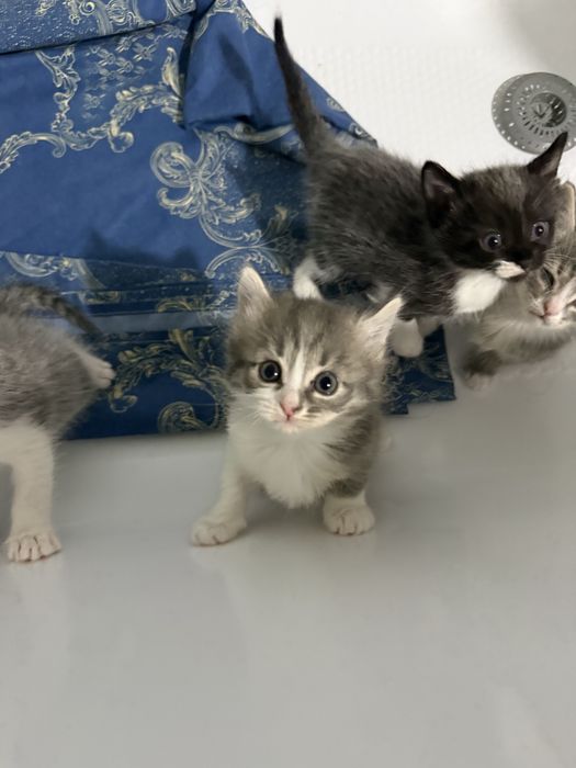 Котят бесплатно отдадим