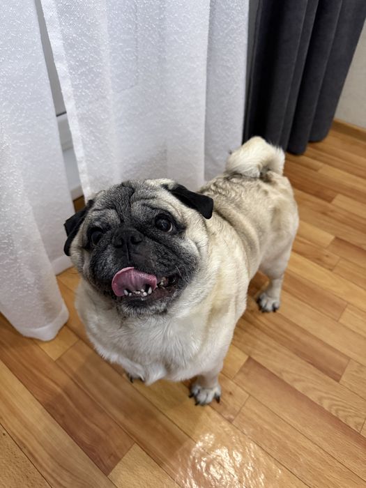 Ищем невесту для мопса