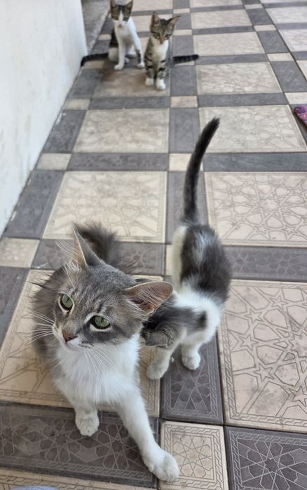 7 котят и 1 мама