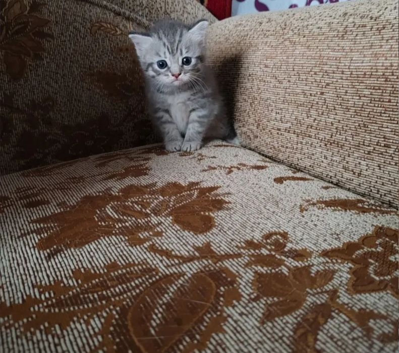 Мальчки окрас серый вискас, 1.5 мес