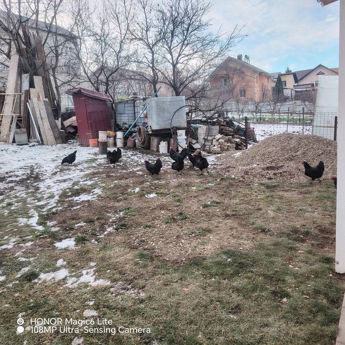 Ouă pentru incubat