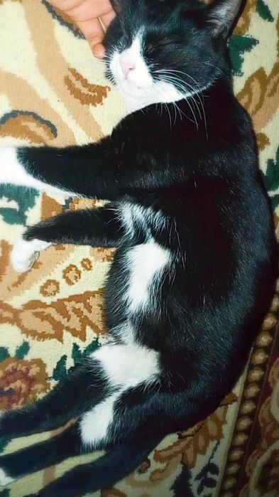 Mushuk zotdor chiroyli