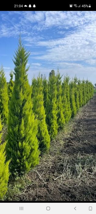 Laylandi mesteacăn platan tei stejar