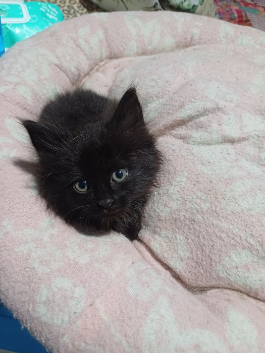 Мъжко котенце търси дом