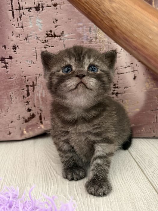 Шотланские котятя