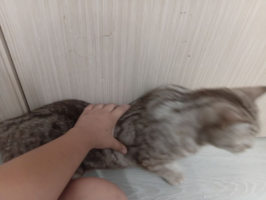 Шотландский хороший
