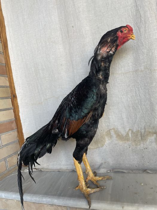 Bardovi Yapon shamo tumshuqi singan