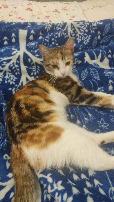 Кошка 1год бесплатно