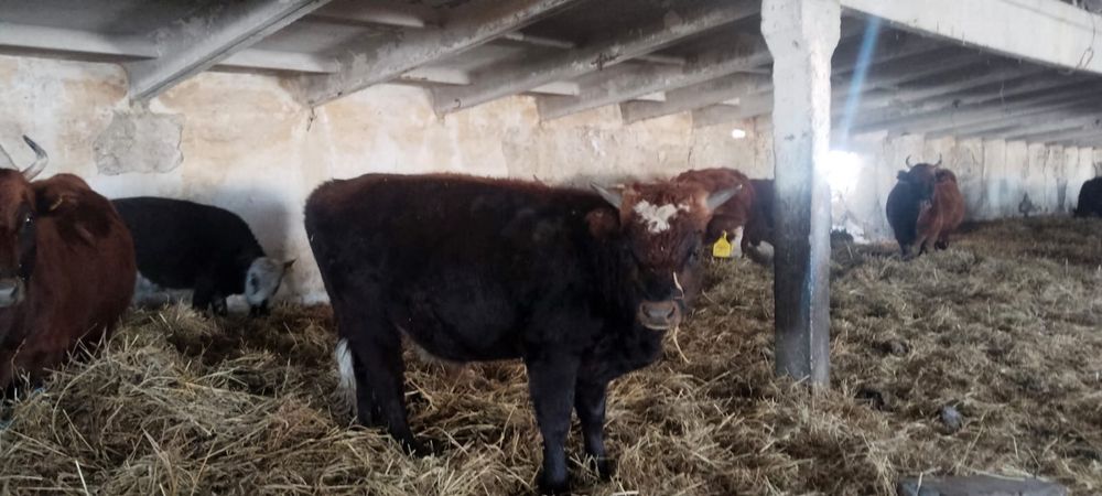 Бұқалар сатылады 600.000 тенге