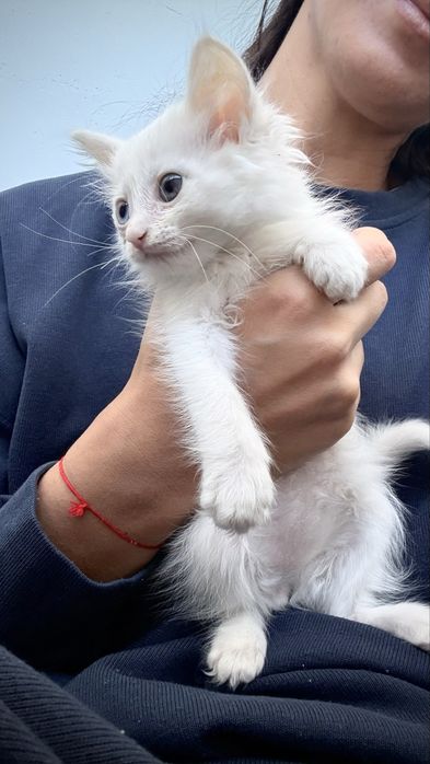 Срочно отдам котенка
