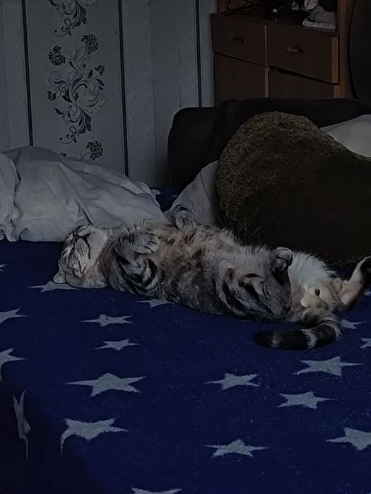 "Кот на час" для вязки