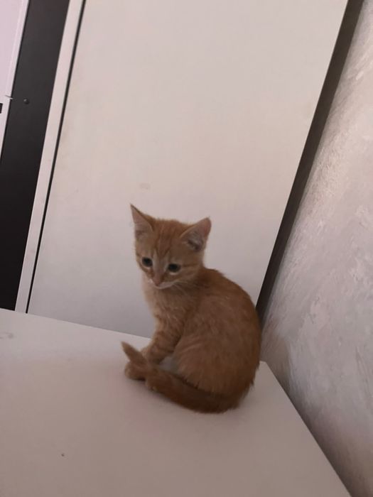 Отдам котят в хорошие, добрые руки.
