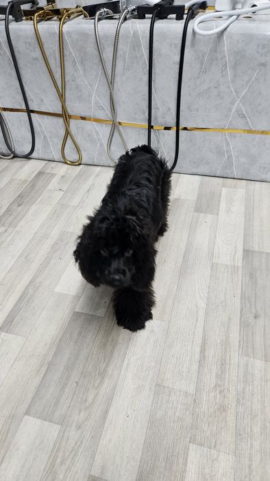 Американский хоккер